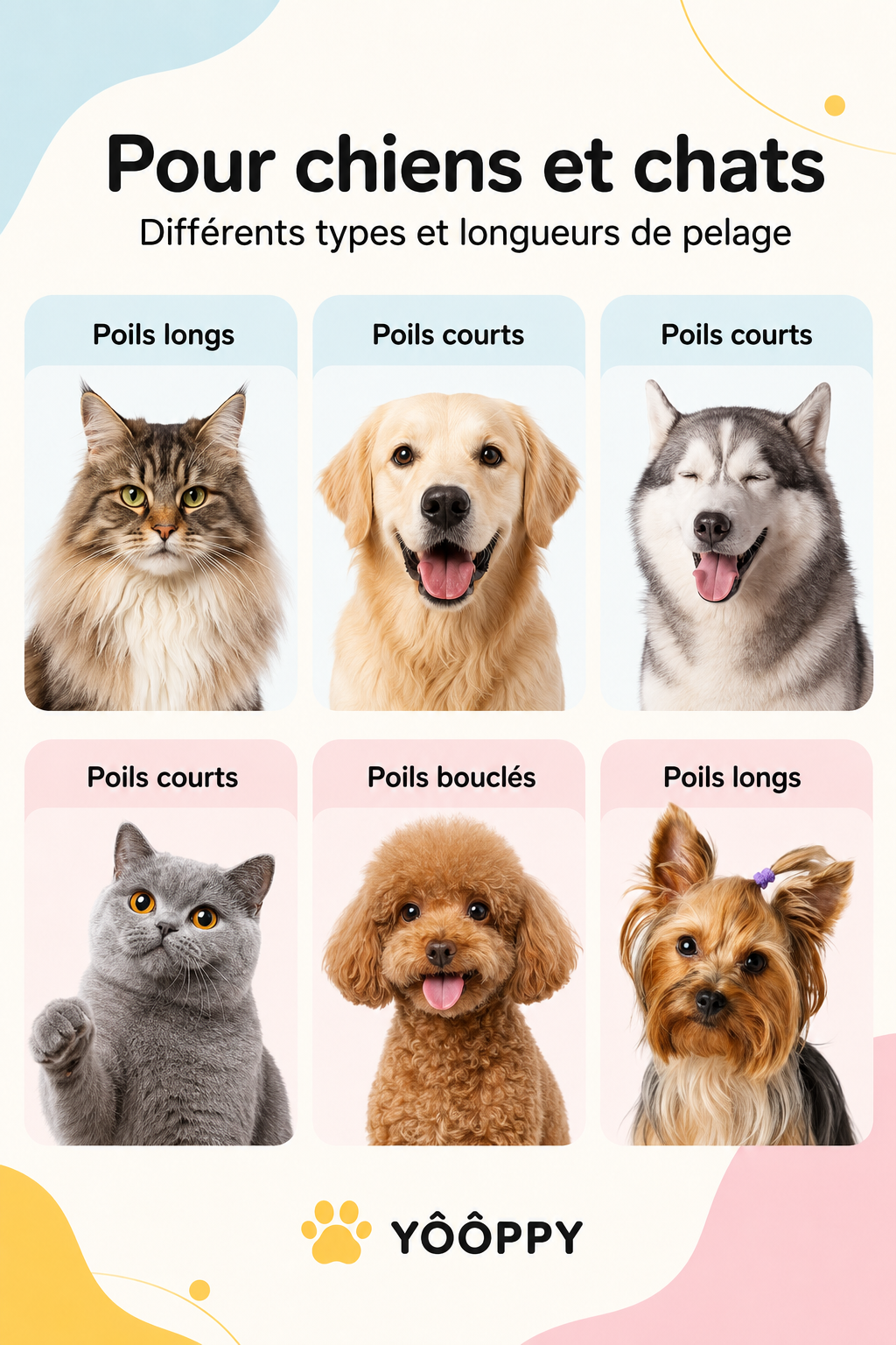 Toilettage pour chiens et chats à poils longs, courts ou bouclés